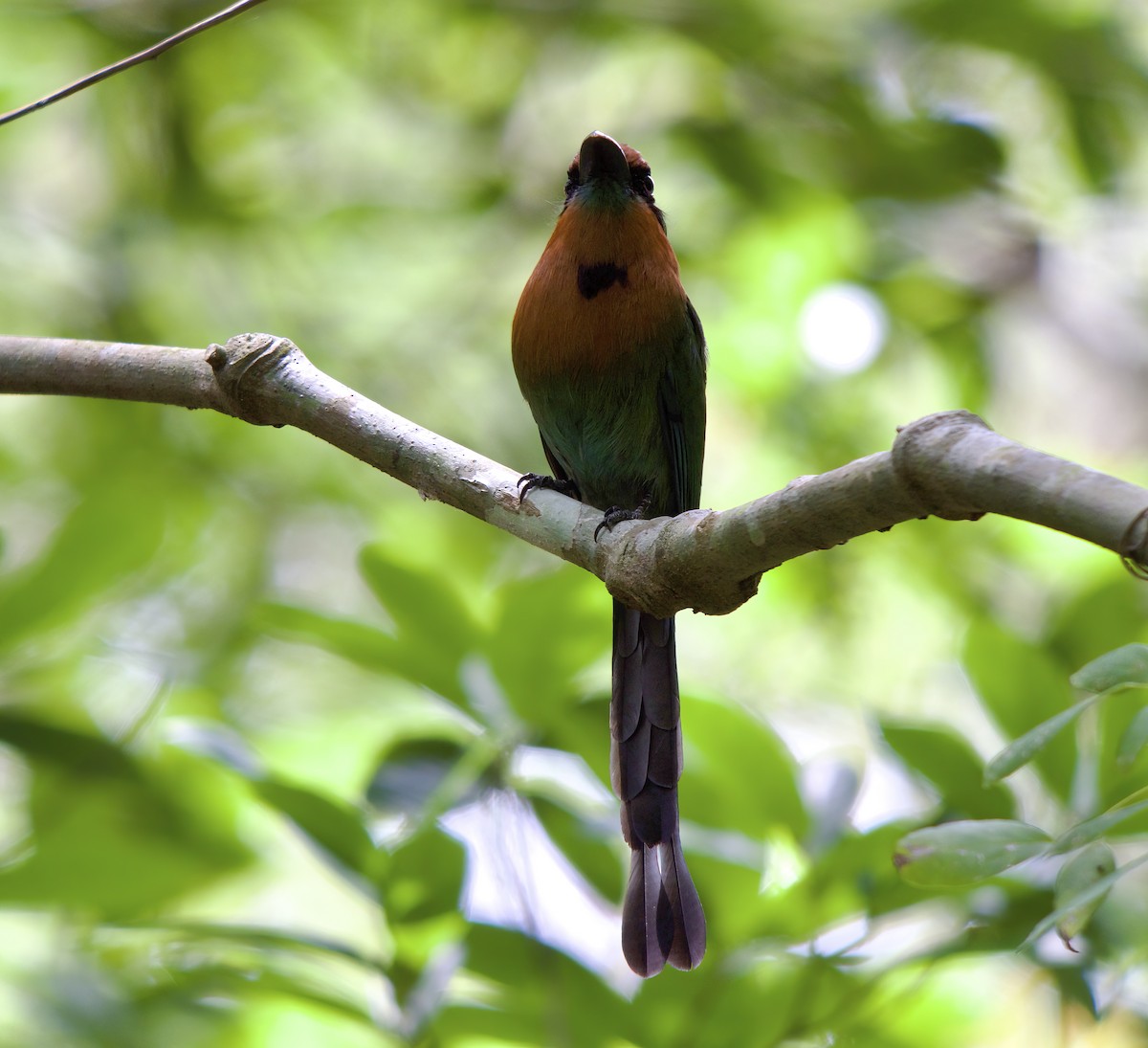 Motmot à bec large - ML618624395