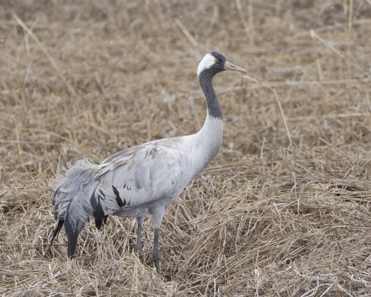 Grulla Común - ML618624397