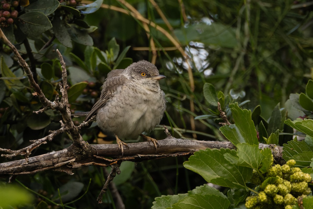 Barred Warbler - Micha Mandel