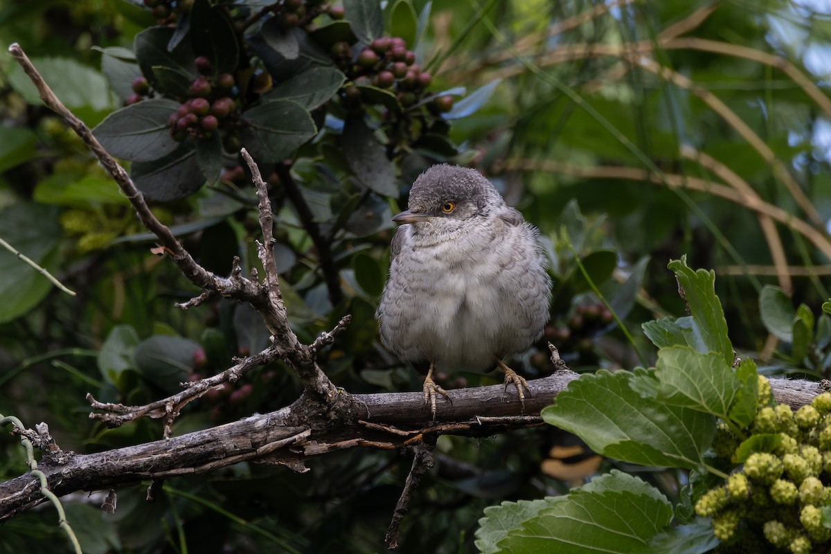 Barred Warbler - Micha Mandel