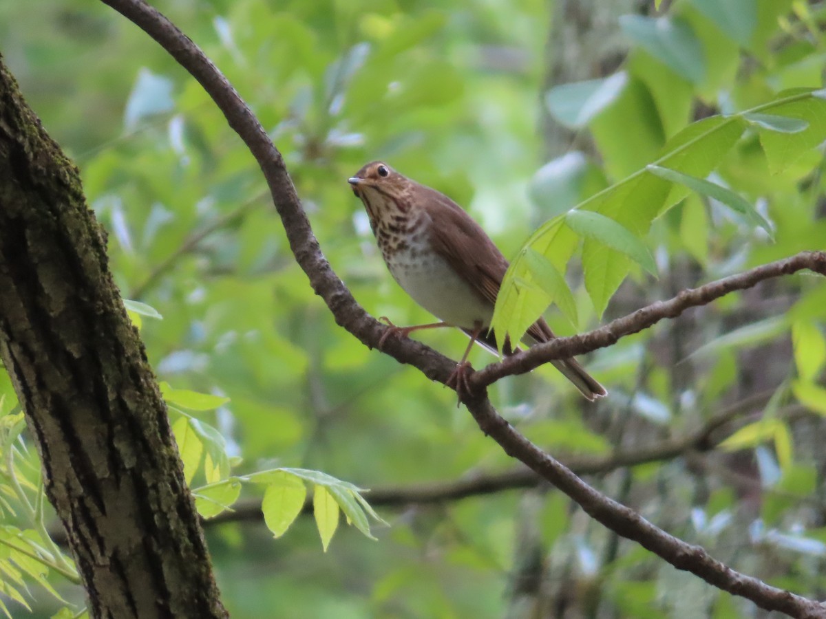 Swainson's Thrush - Carol Mullen