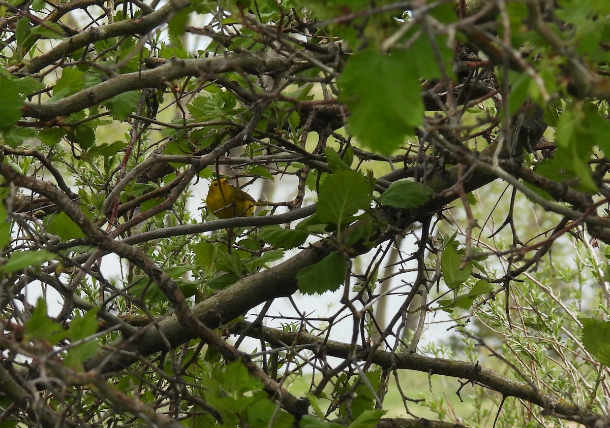 Wilson's Warbler - ML618624454