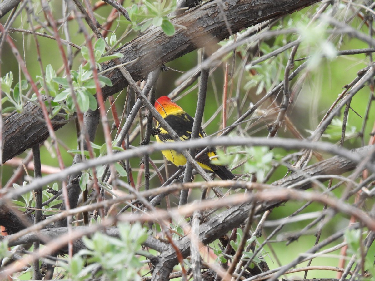 Western Tanager - Christian Caryl