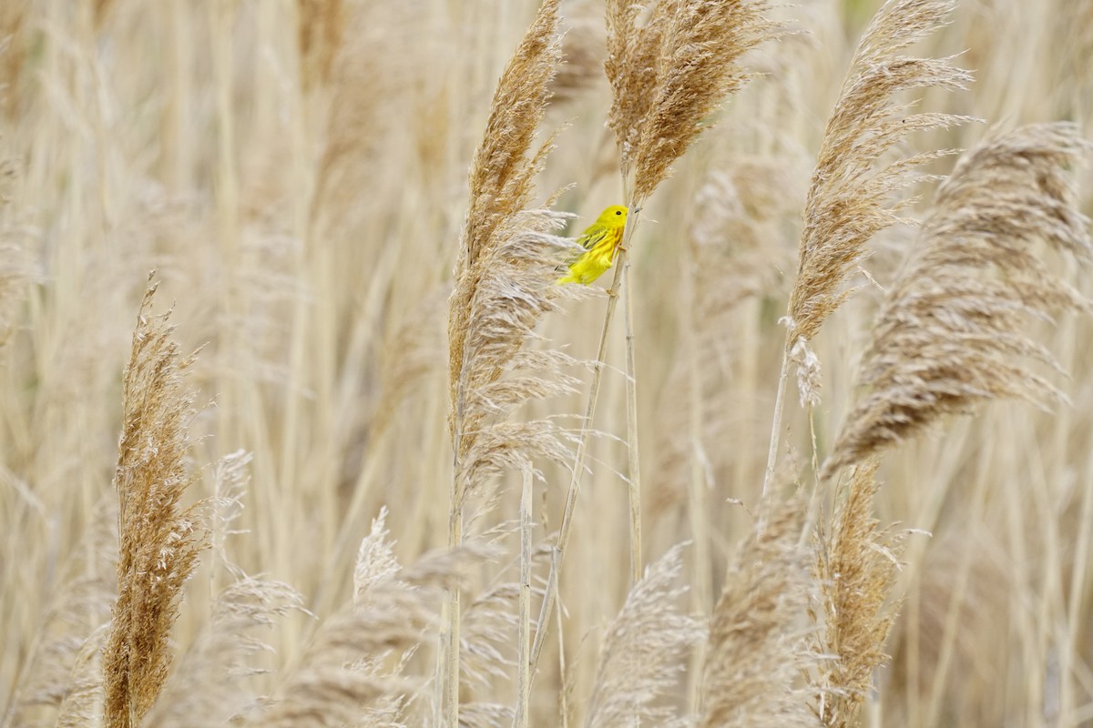 Yellow Warbler - ML618624486