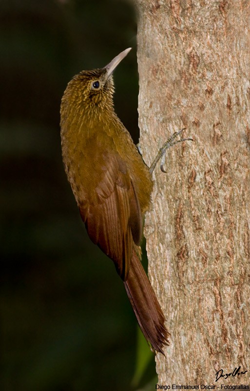 Black-banded Woodcreeper - ML618624491