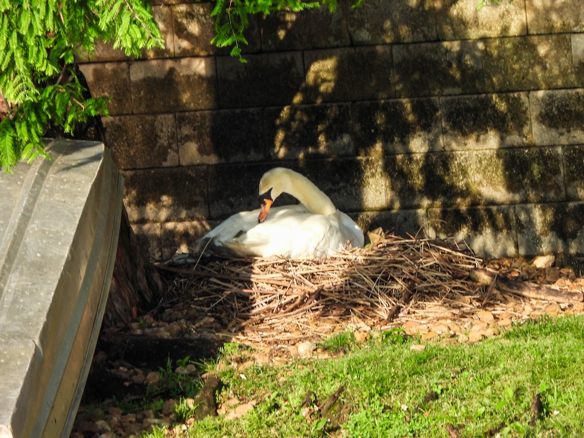 Mute Swan - Susan Brauning