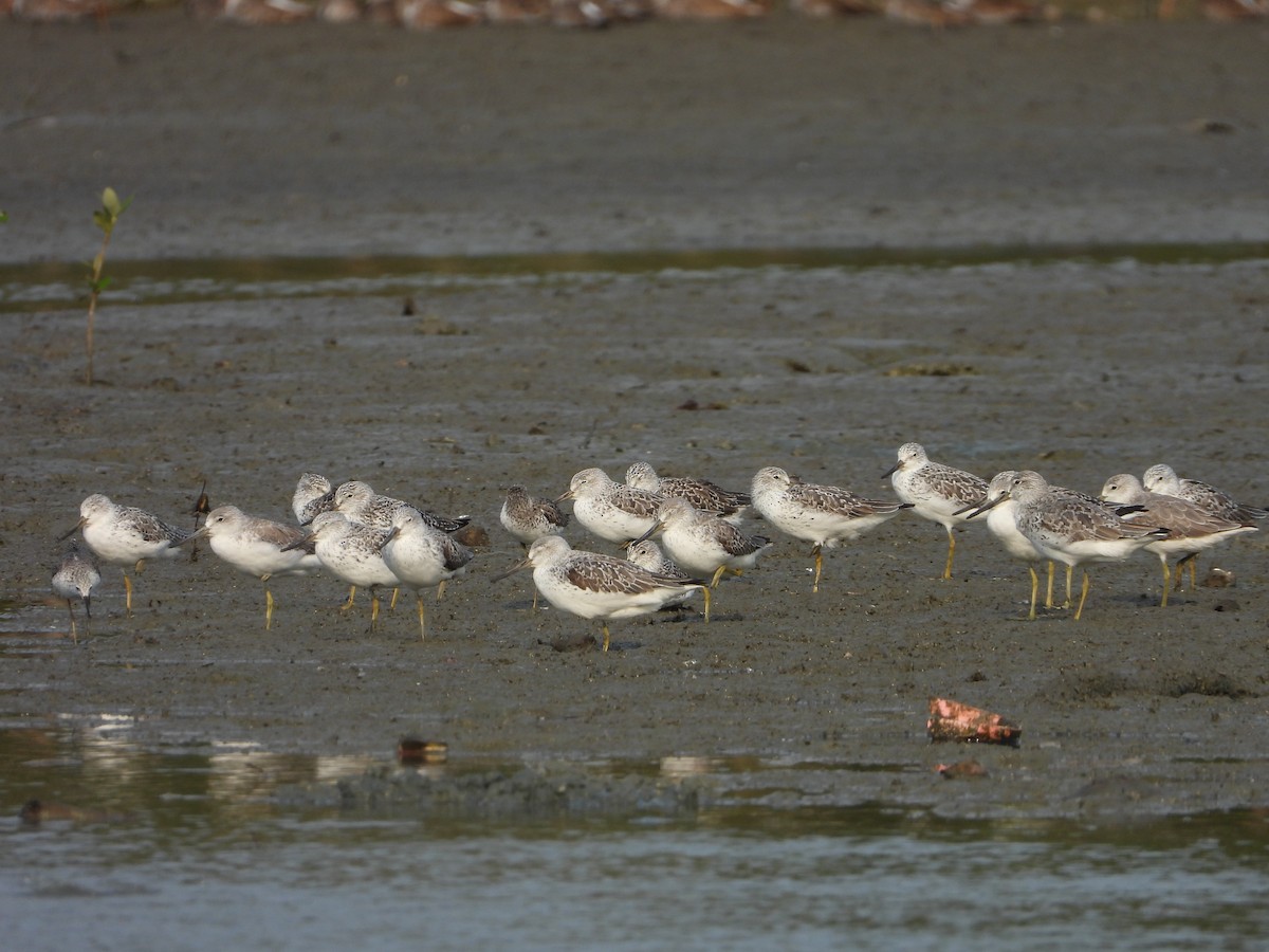 Nordmann's Greenshank - ML618624515