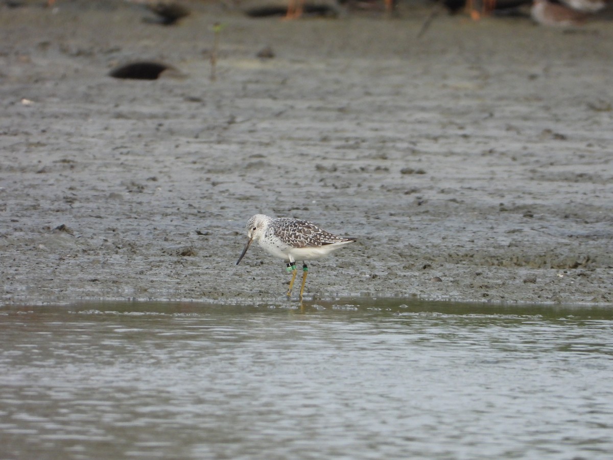 Nordmann's Greenshank - ML618624516