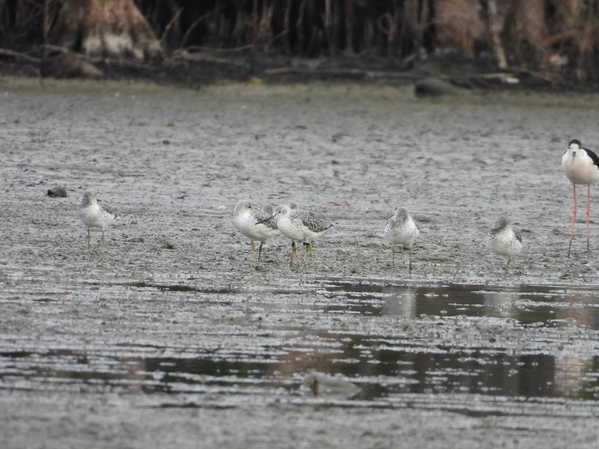 Nordmann's Greenshank - ML618624517