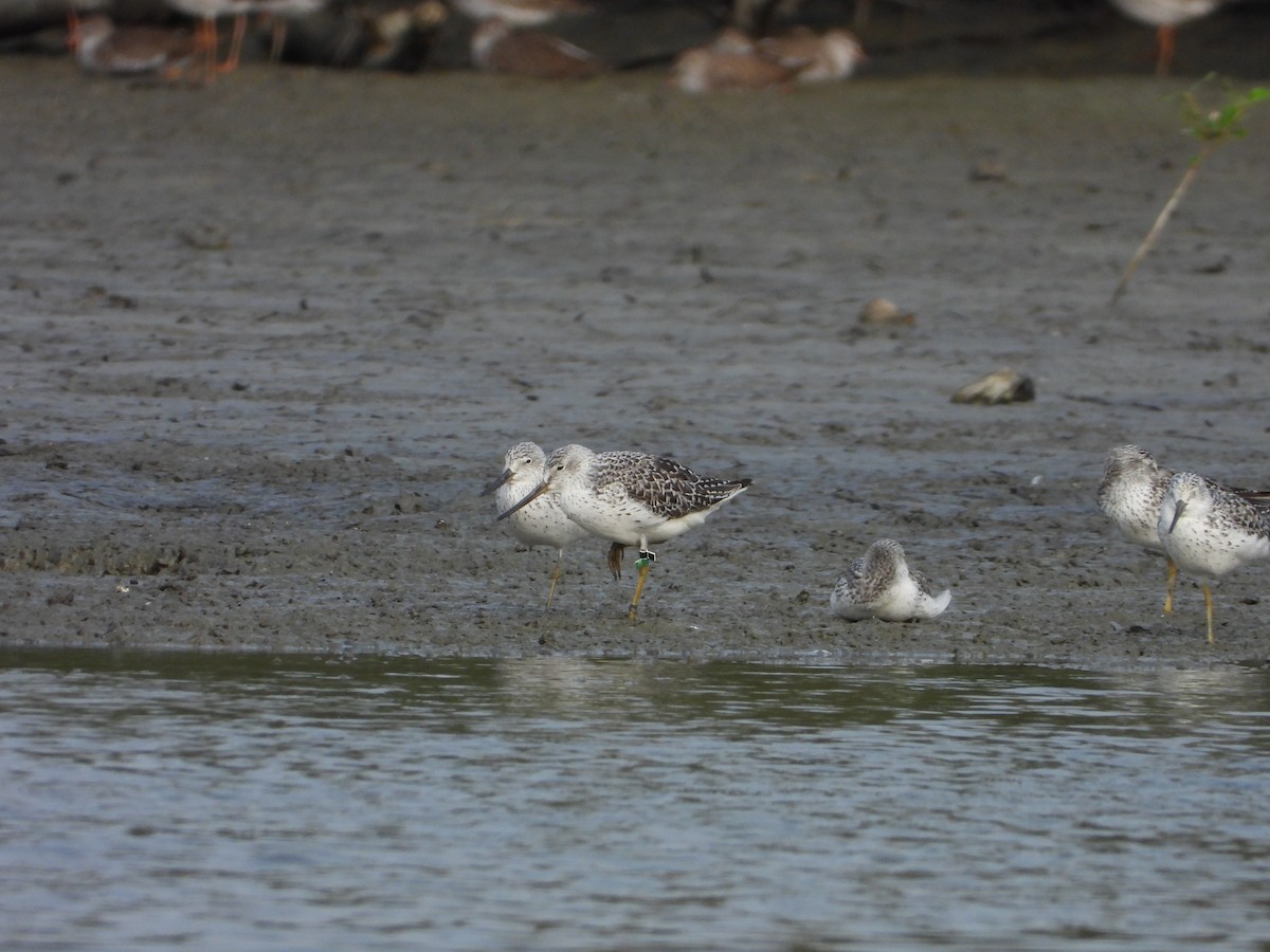 Nordmann's Greenshank - Philipp Maleko