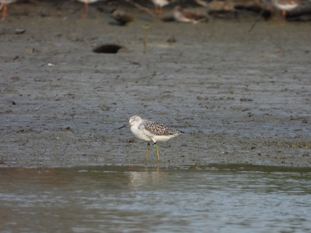 Nordmann's Greenshank - ML618624519