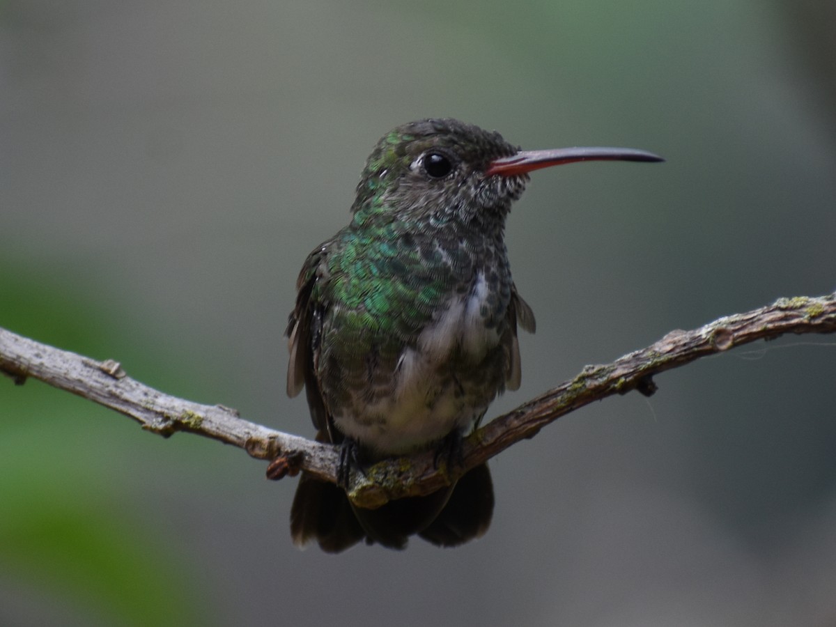 Glittering-throated Emerald - Daniel Flores