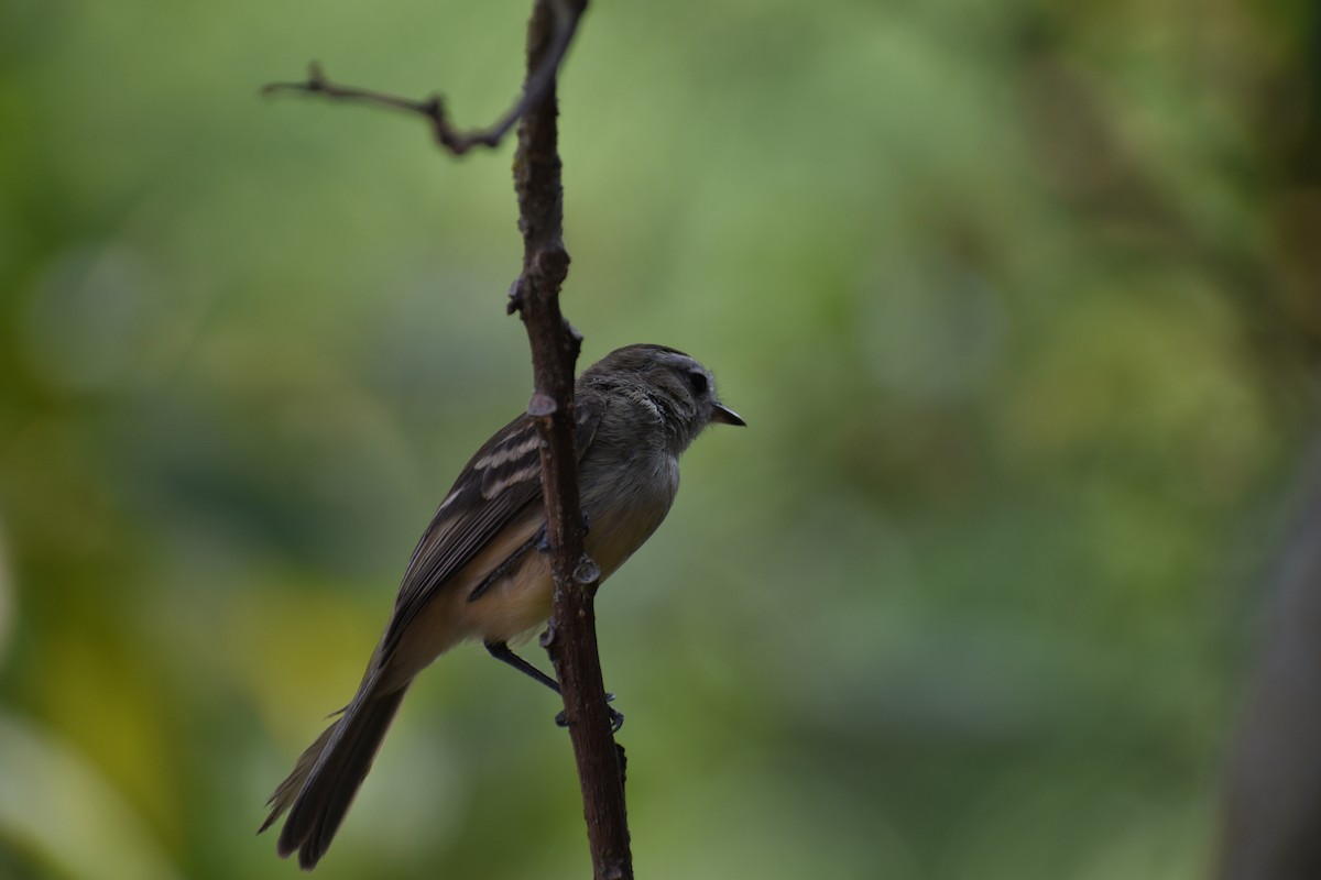 Northern Mouse-colored Tyrannulet - ML618624652