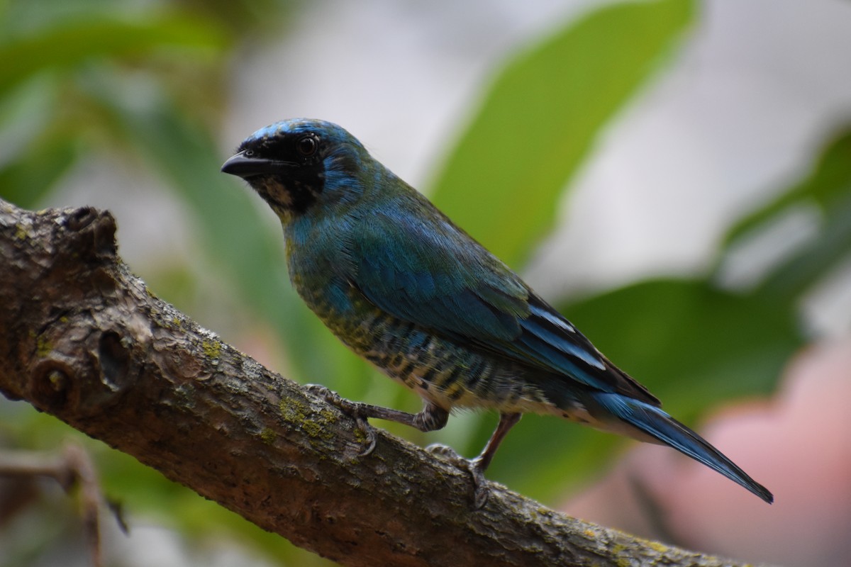 Tangara Golondrina - ML618624684