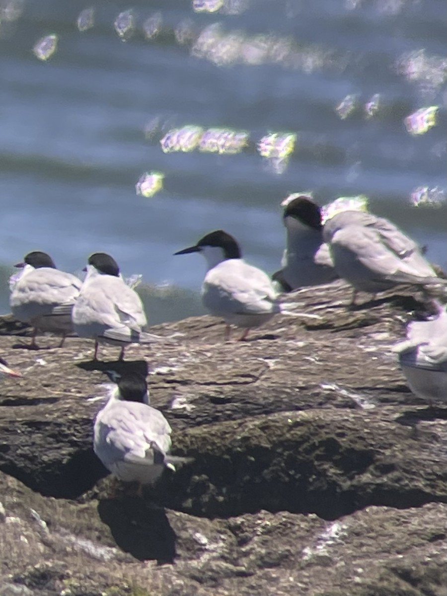 Roseate Tern - Alex Harman