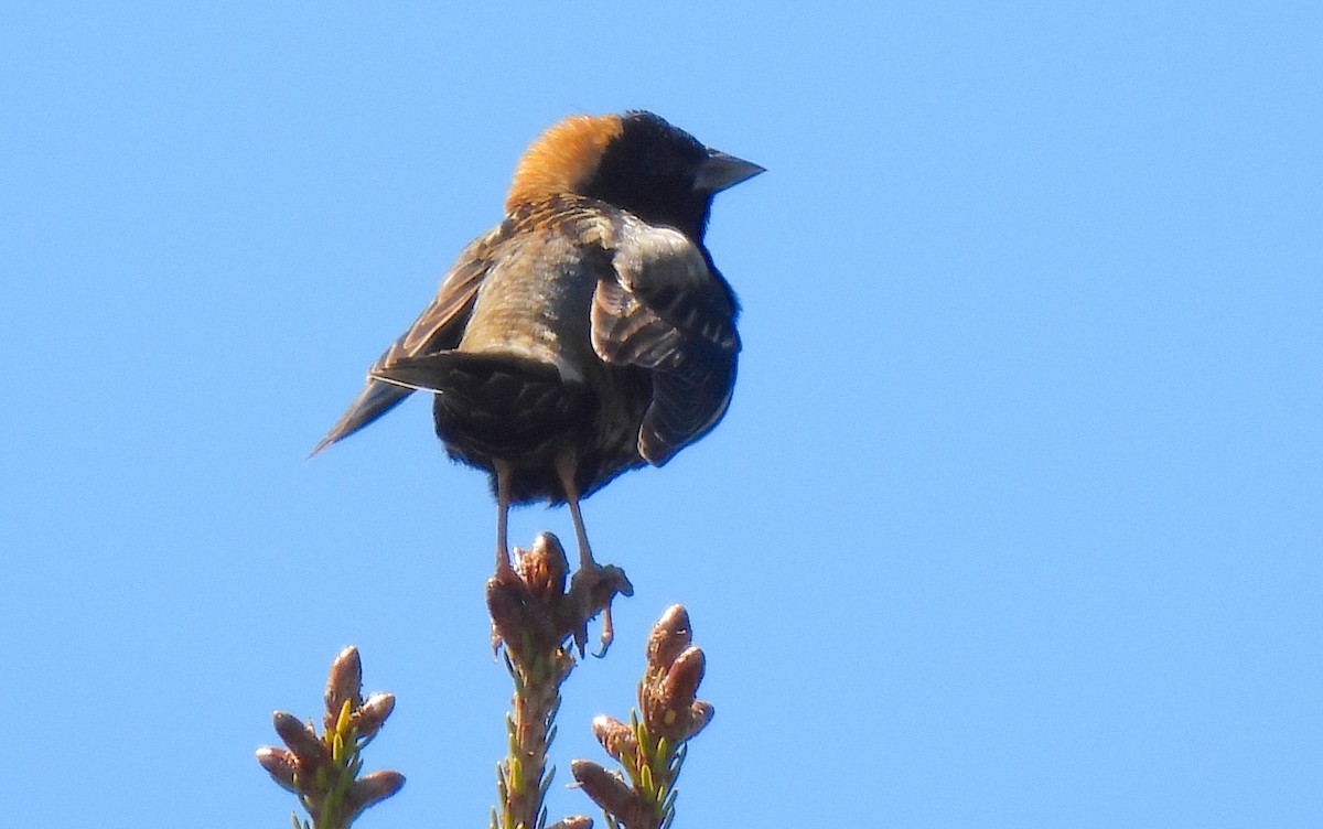 Bobolink - Dianne Croteau- Richard Brault