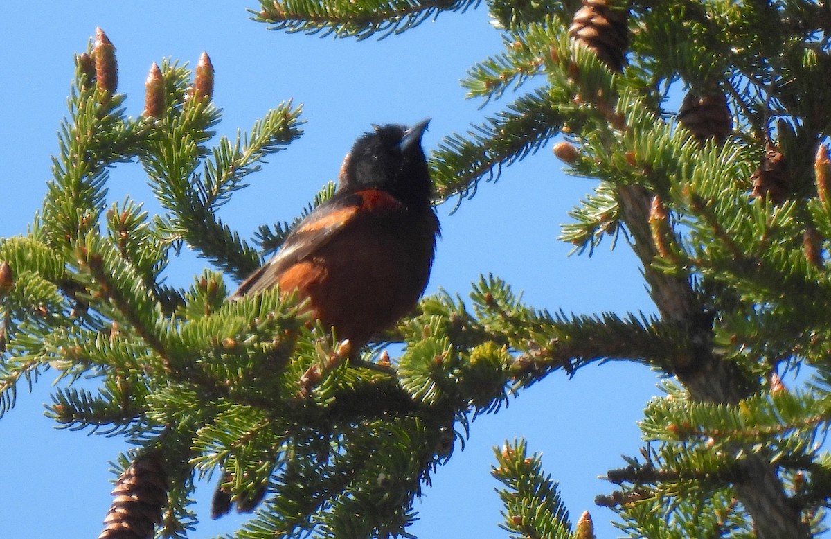 Orchard Oriole - Dianne Croteau- Richard Brault