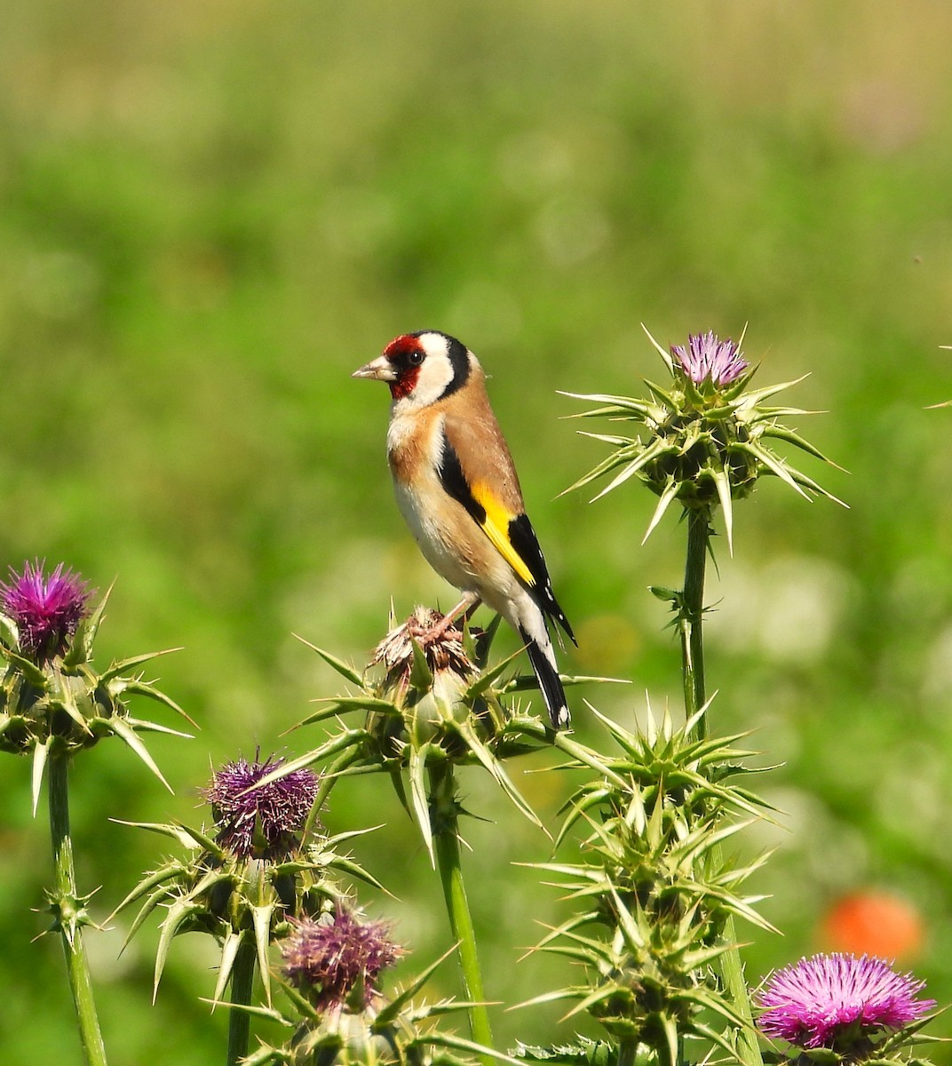 European Goldfinch - ML618624822