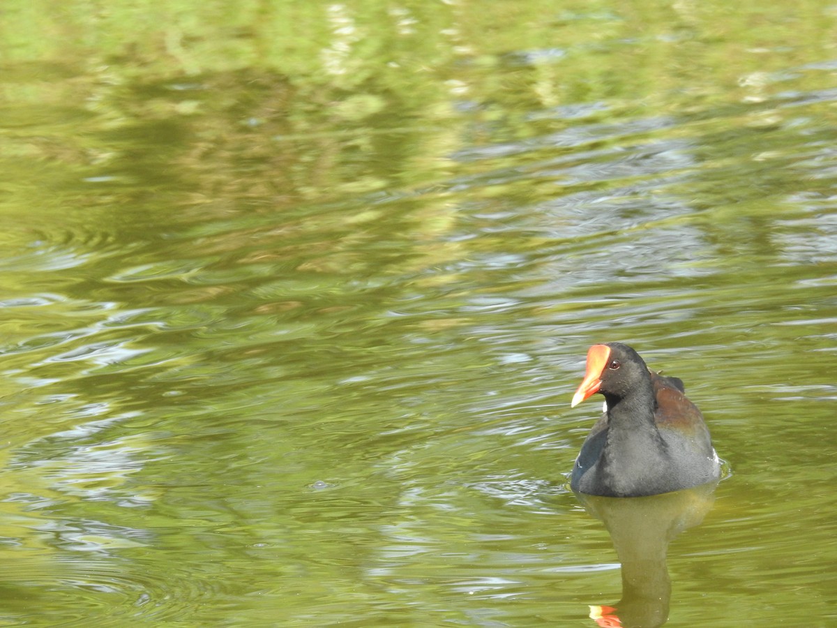 Common Gallinule - Wendy Meehan