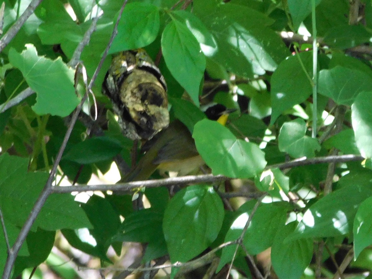 Common Yellowthroat - ML618624884