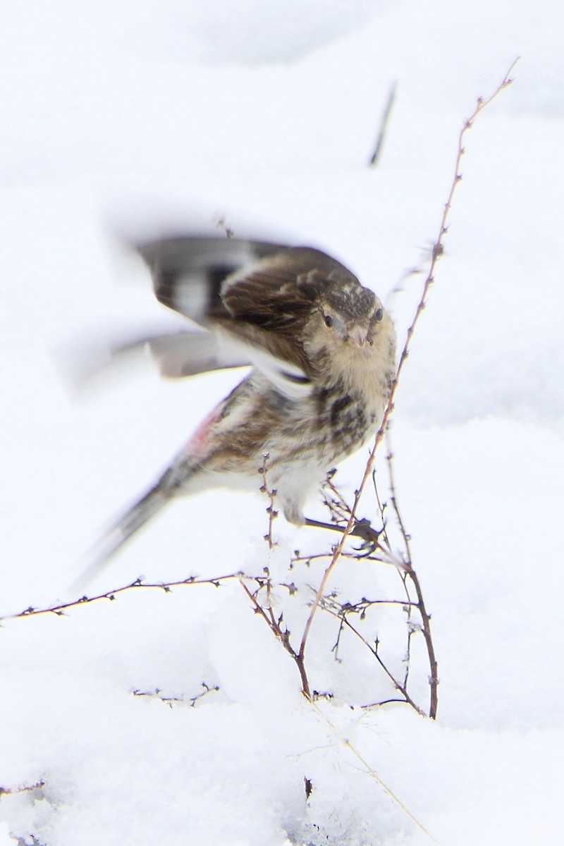 Twite - Hein Prinsen