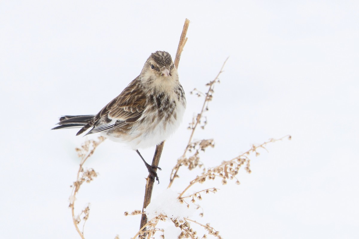 Twite - Hein Prinsen