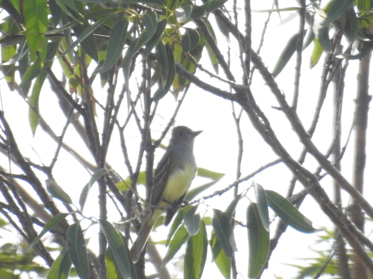 Great Crested Flycatcher - Wendy Meehan