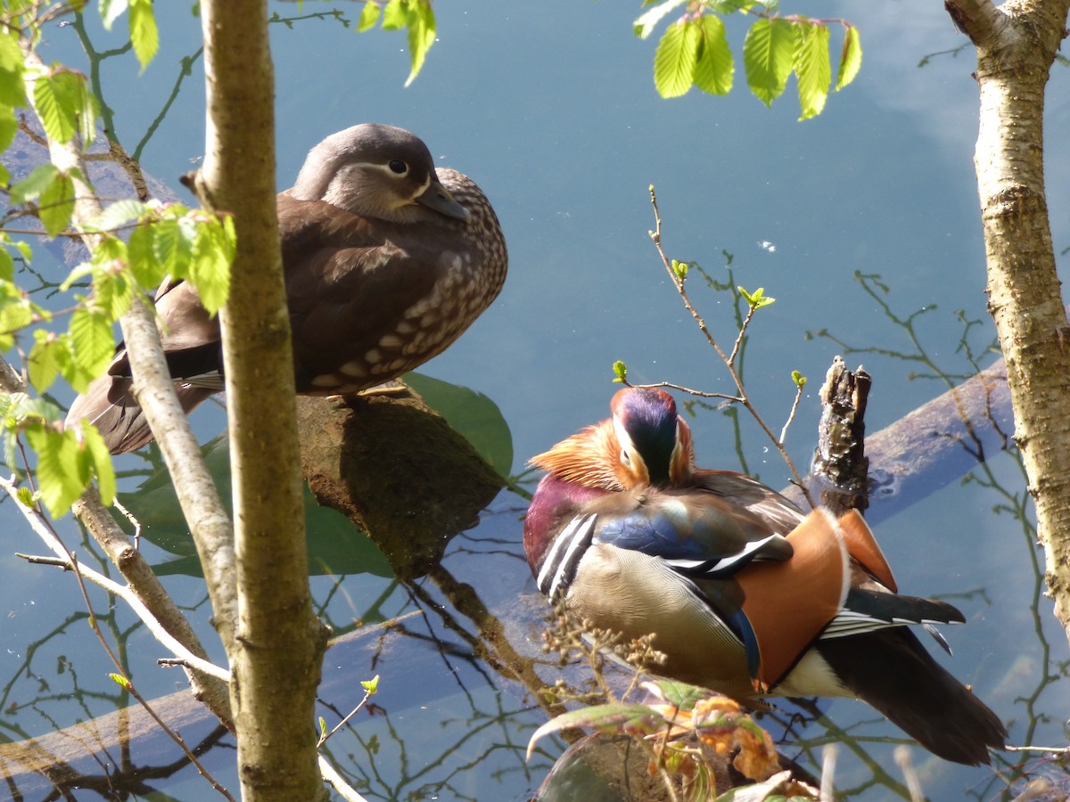 Mandarin Duck - ML618624965