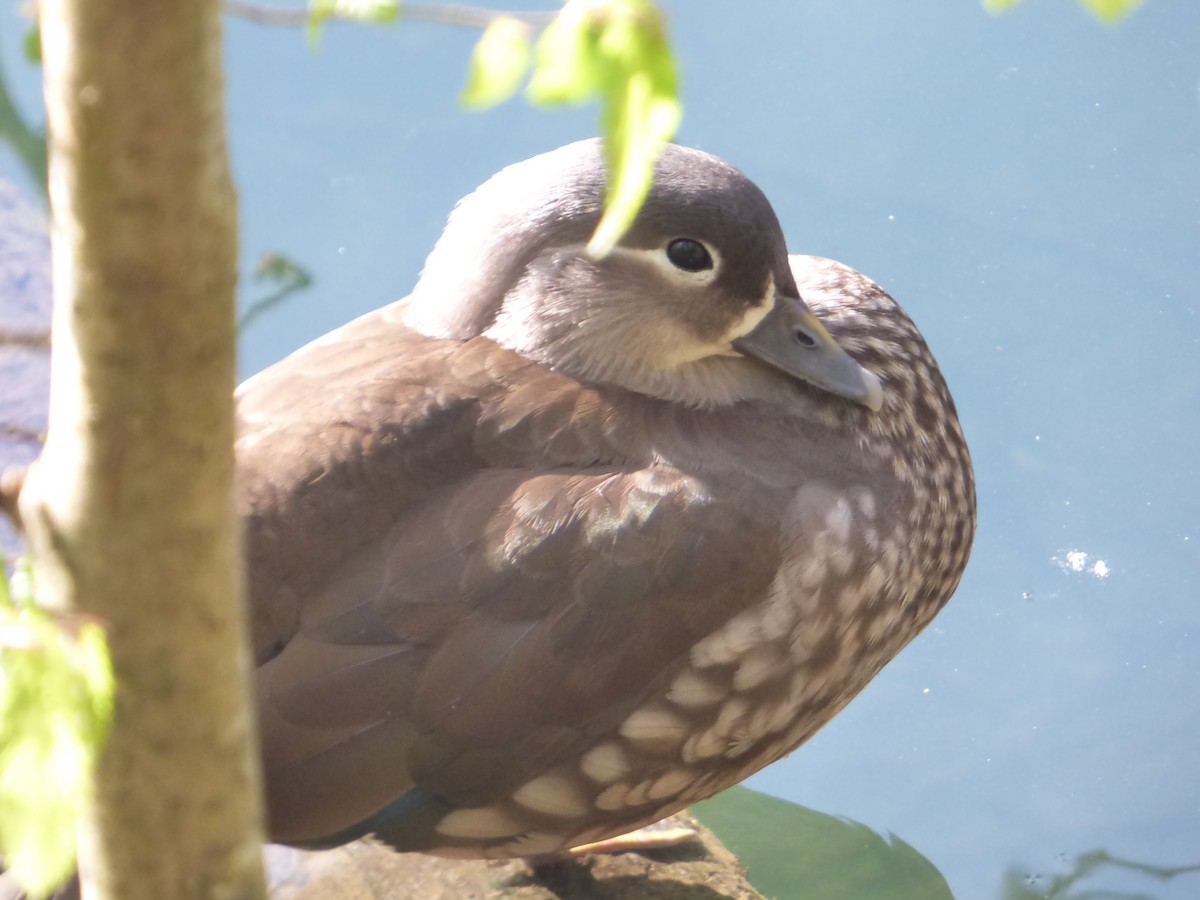 Mandarin Duck - ML618624966