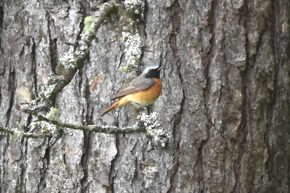 Common Redstart - ML618625013