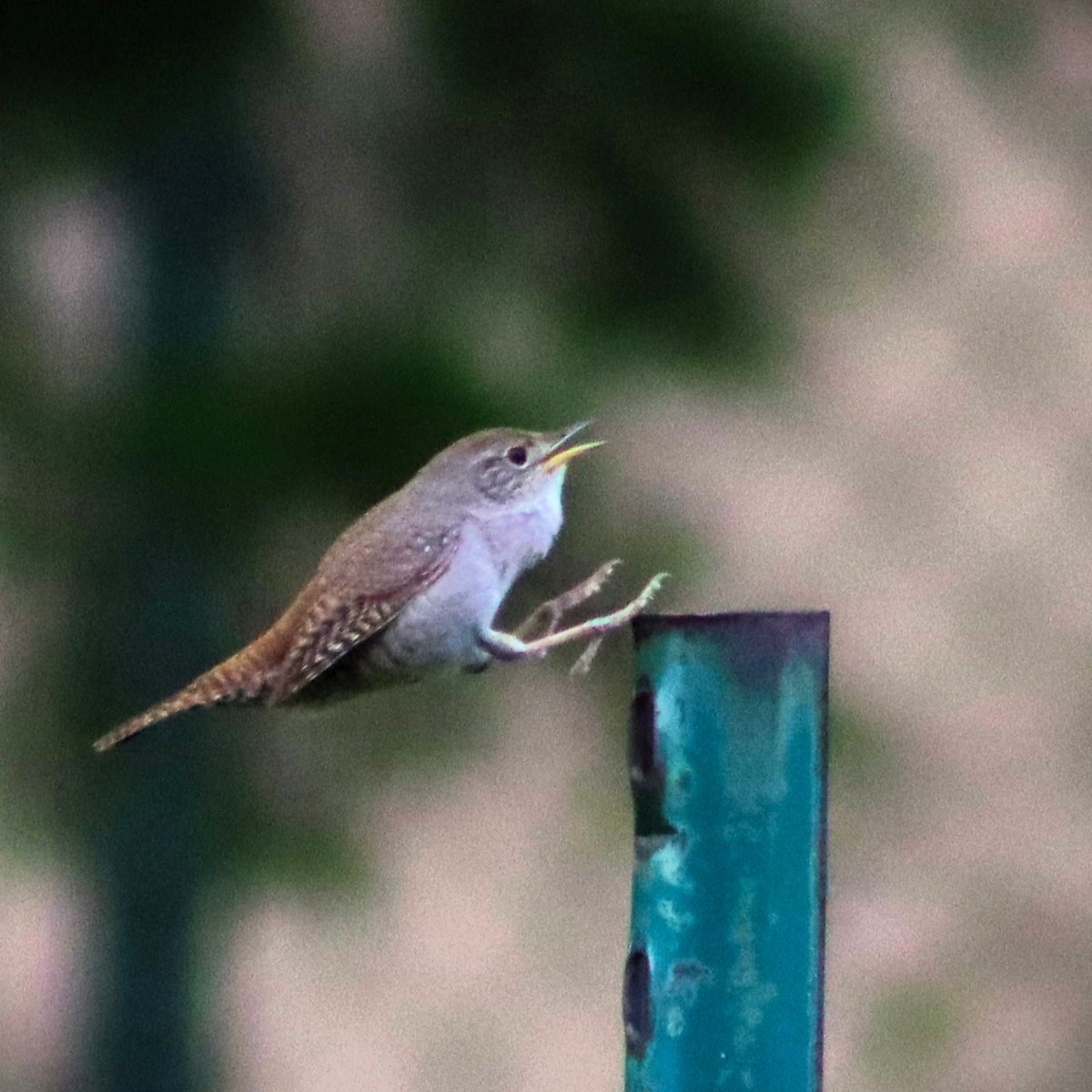 House Wren - ML618625023