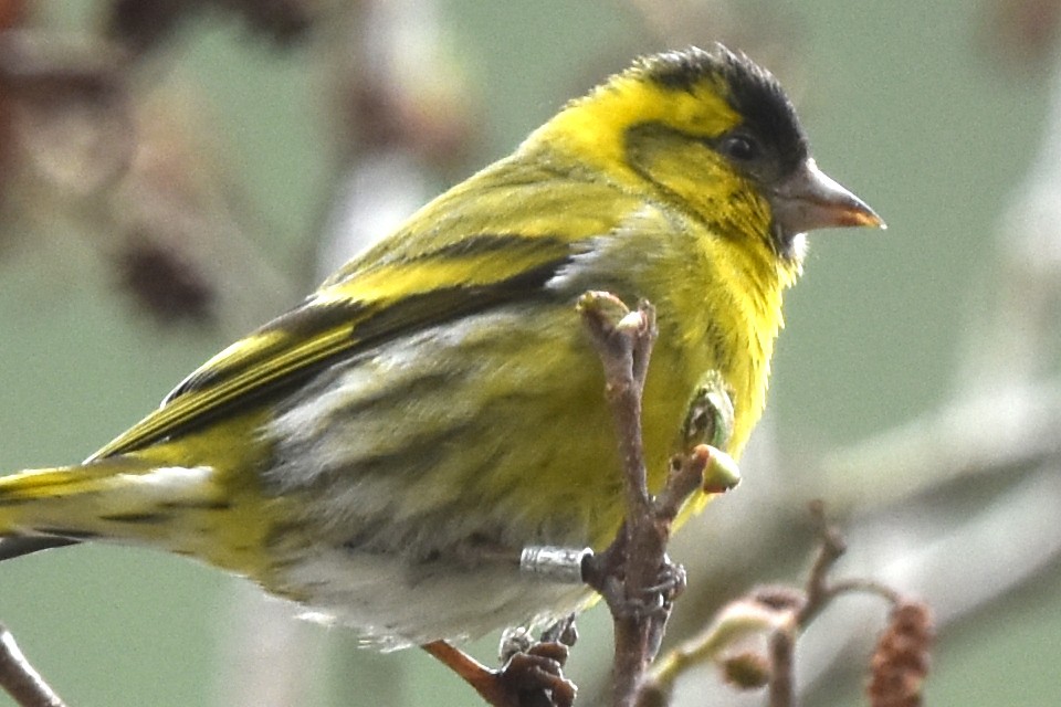 Eurasian Siskin - ML618625026