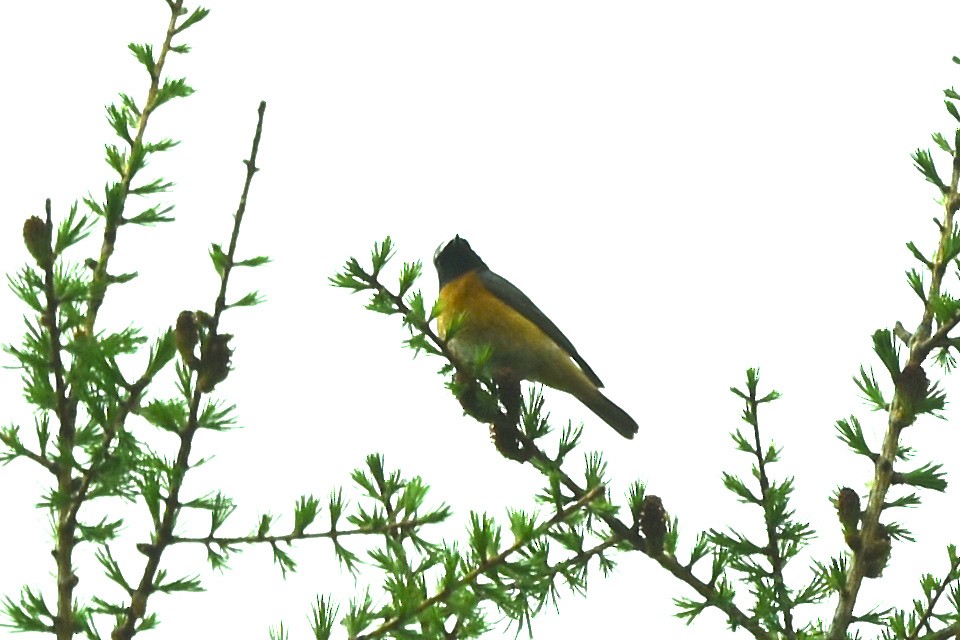 Common Redstart - ML618625037