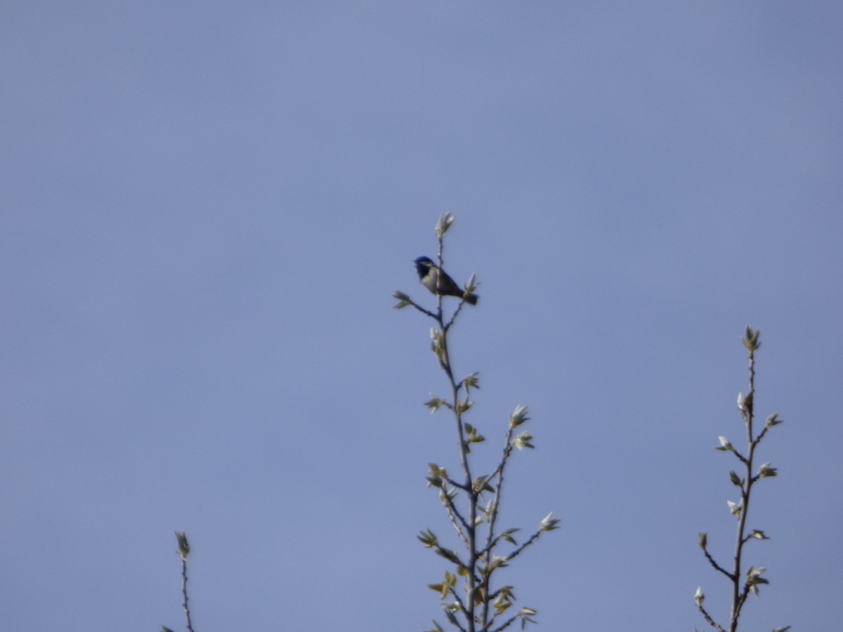 Coal Tit - ML618625041