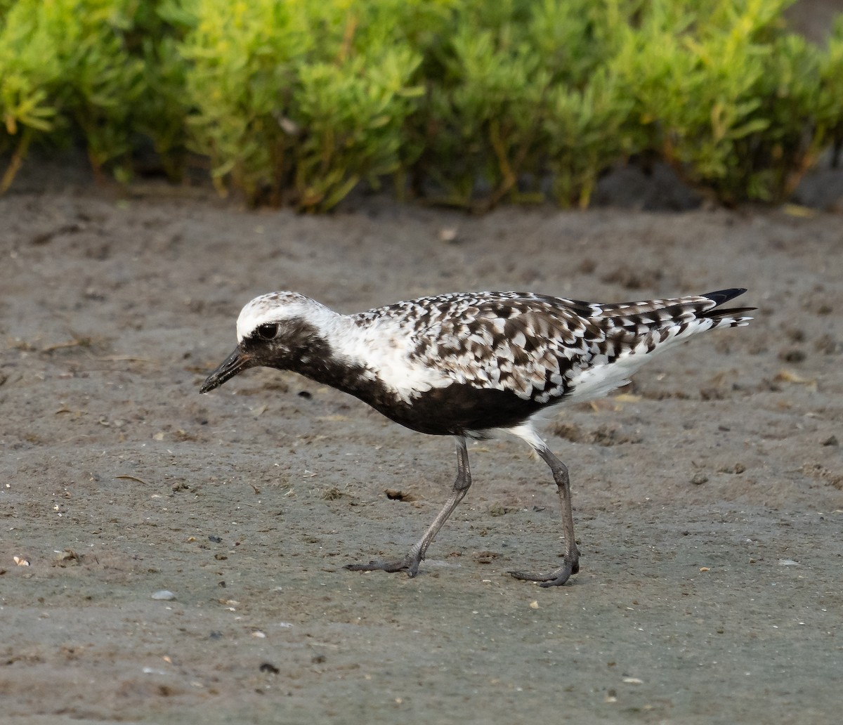 Black-bellied Plover - Greg Meszaros