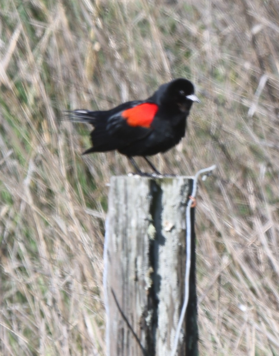 Red-winged Blackbird - ML618625058