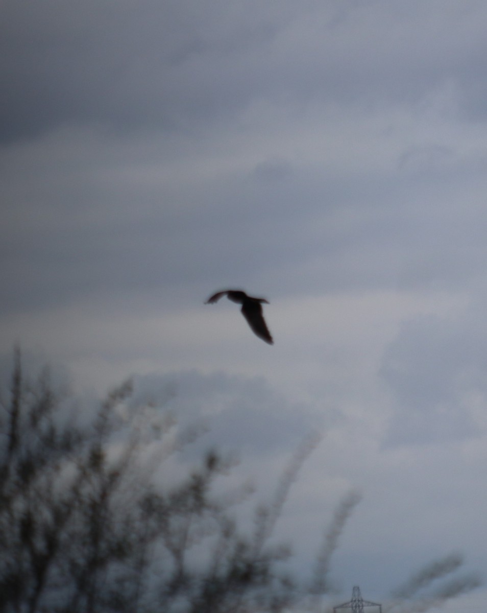 Western Marsh Harrier - Mark Khripko