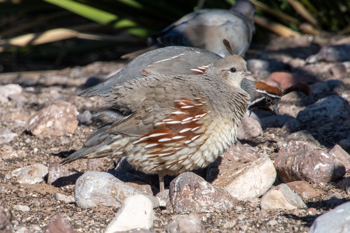 Gambel's Quail - Scott Bolick