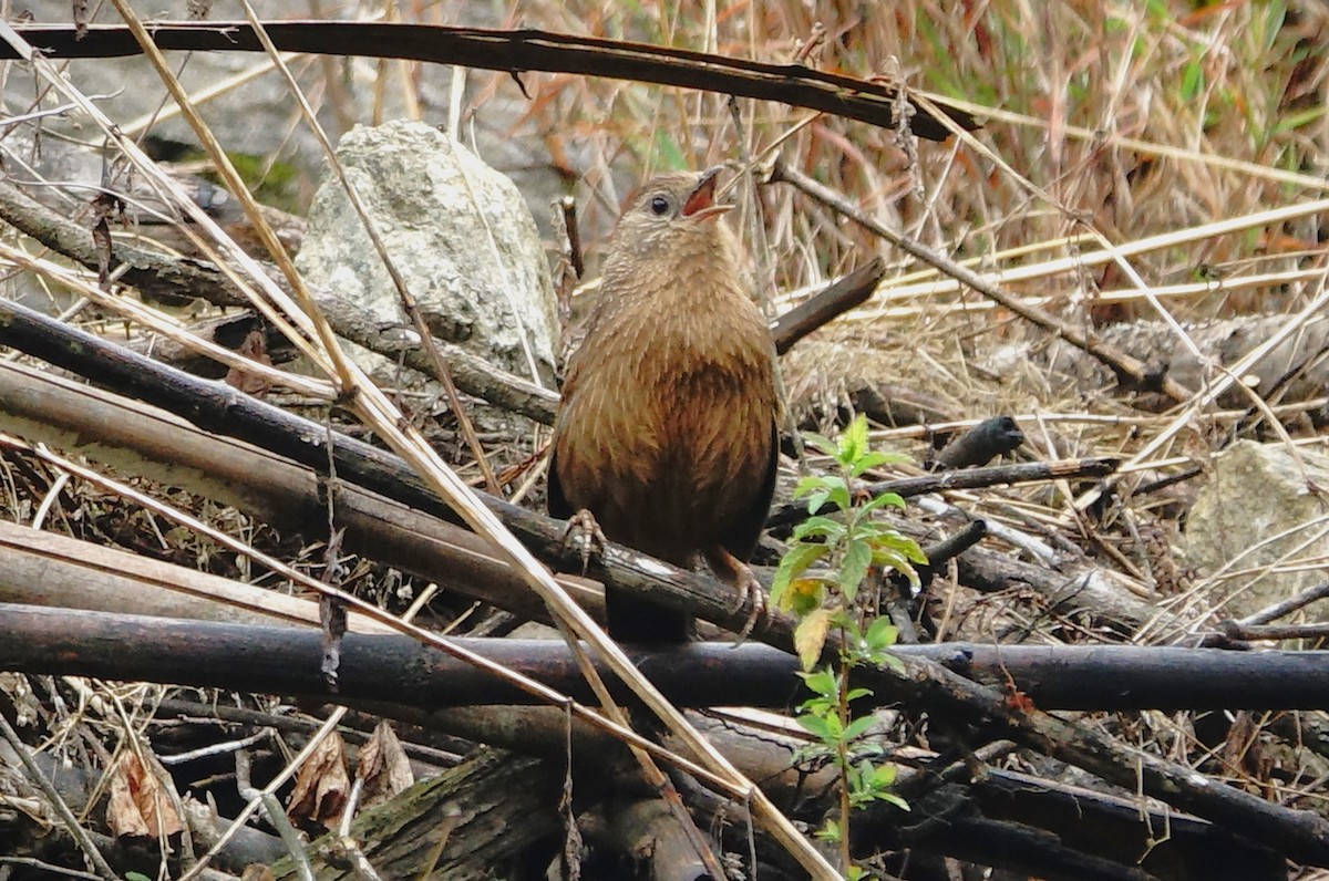 Bhutan Laughingthrush - John Clark