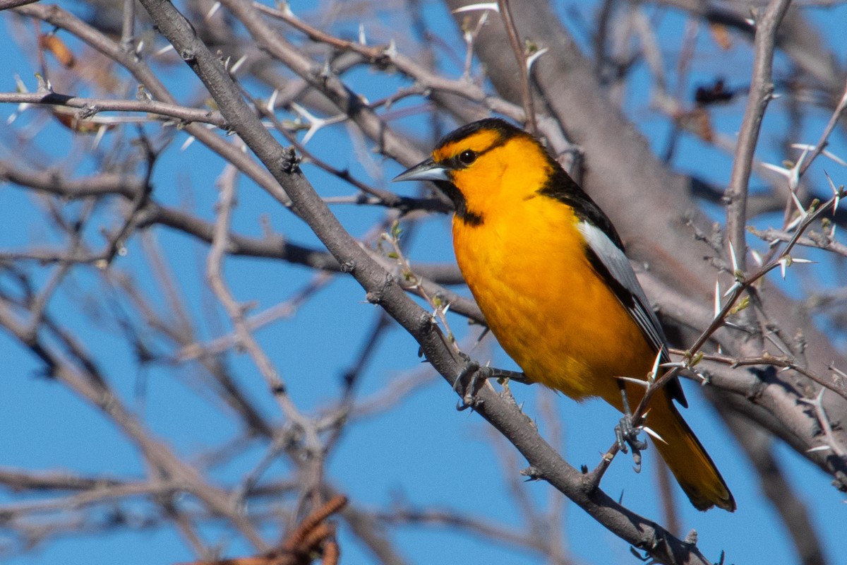 Bullock's Oriole - Scott Bolick