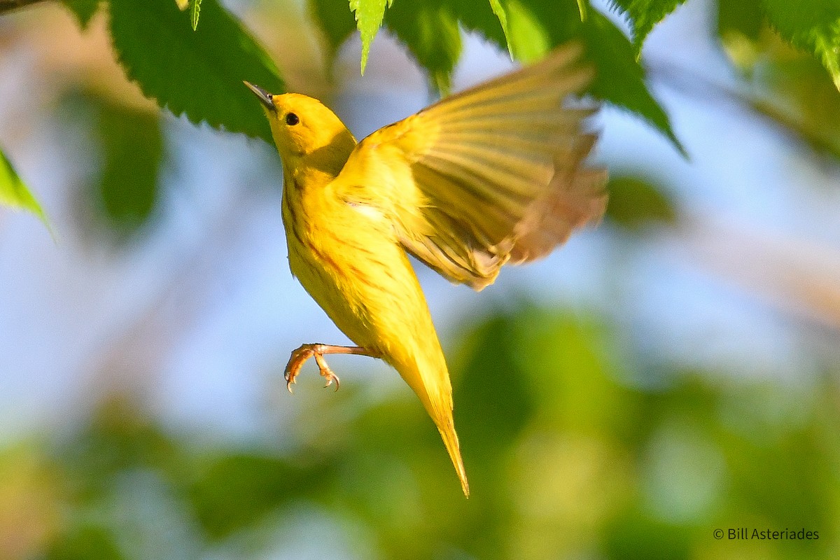 Yellow Warbler - Bill Asteriades
