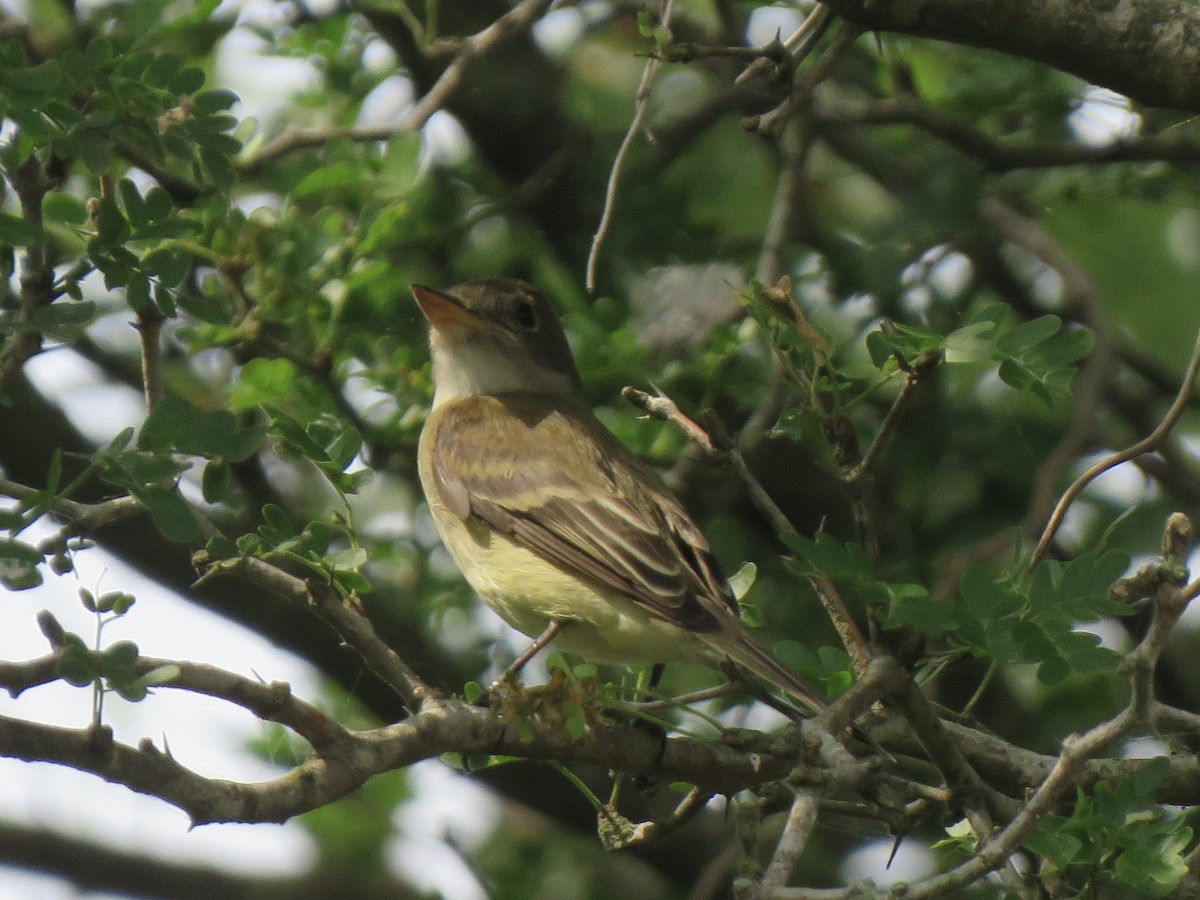 Alder Flycatcher - Jeffrey Bryant