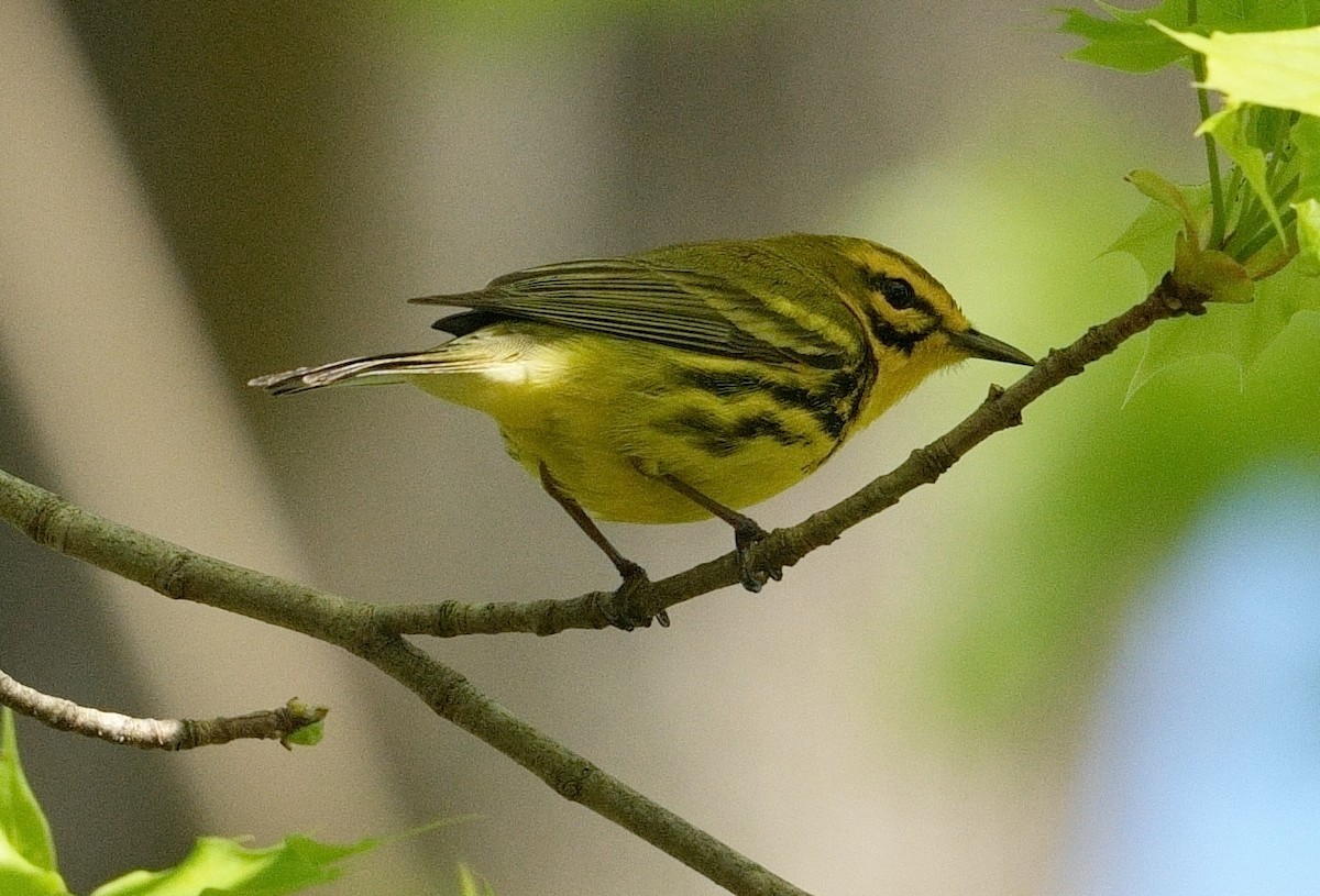 Prairie Warbler - Bill Thompson