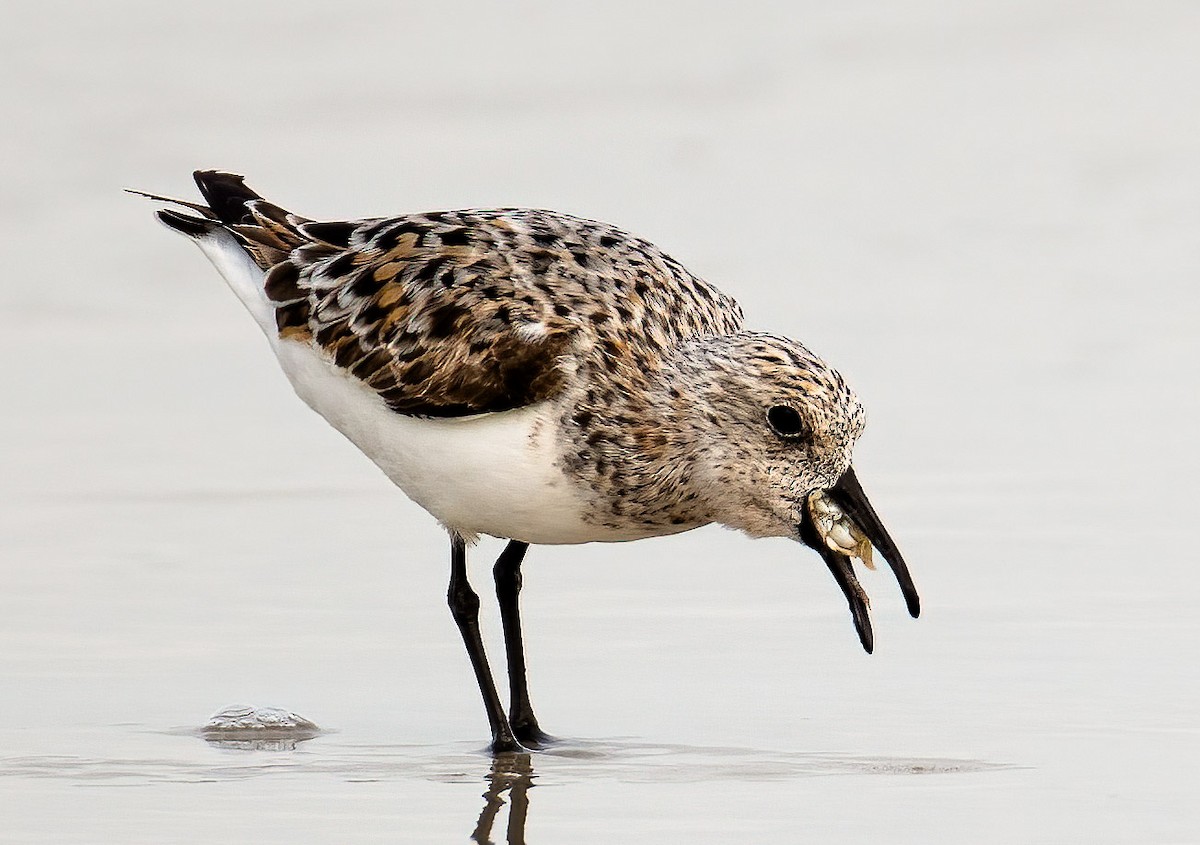 Sanderling - Kenneth Eyster