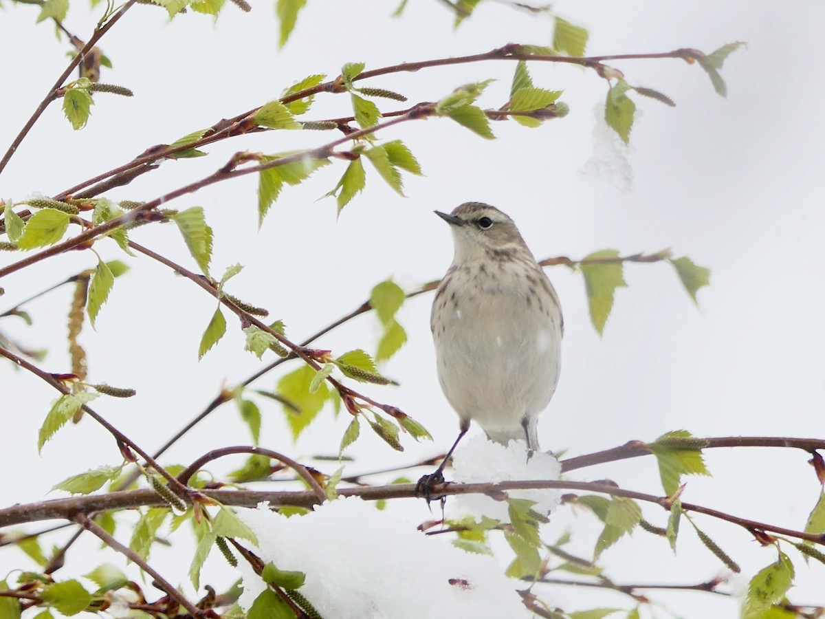 Water Pipit (Caucasian) - ML618625201