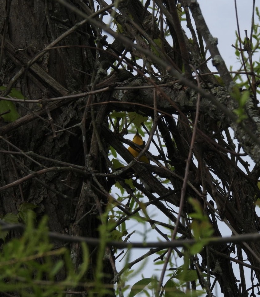 Prothonotary Warbler - ML618625245