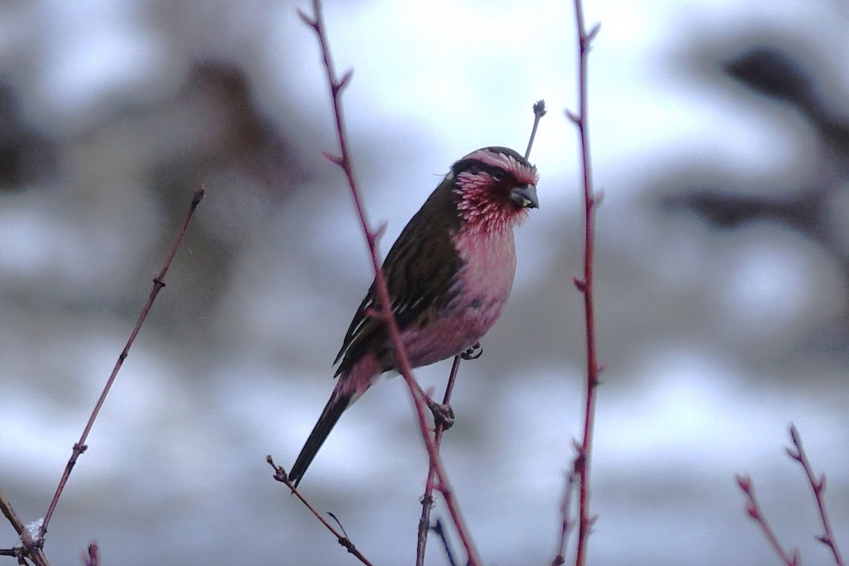 Himalayan White-browed Rosefinch - John Clark