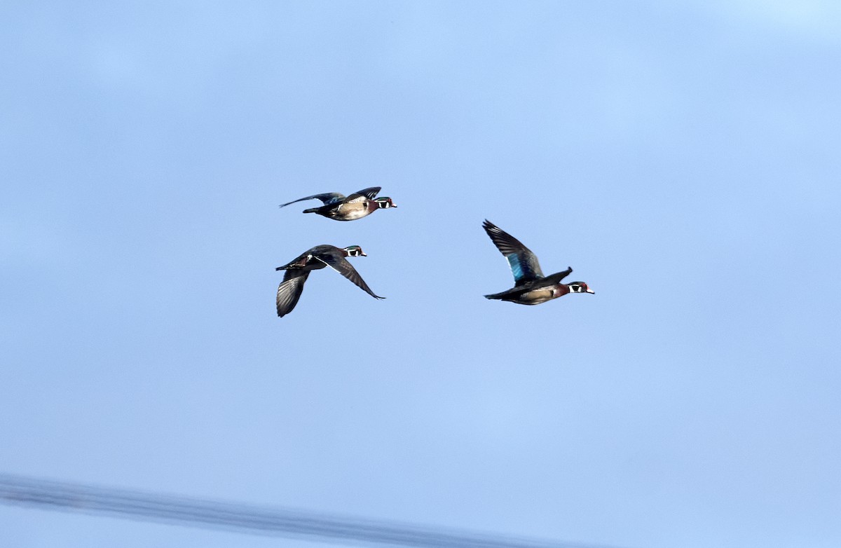 Wood Duck - ML618625279