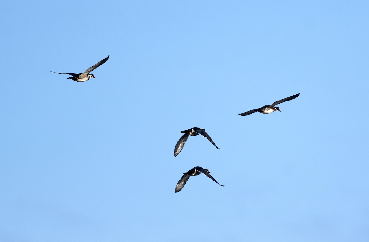 Wood Duck - ML618625280