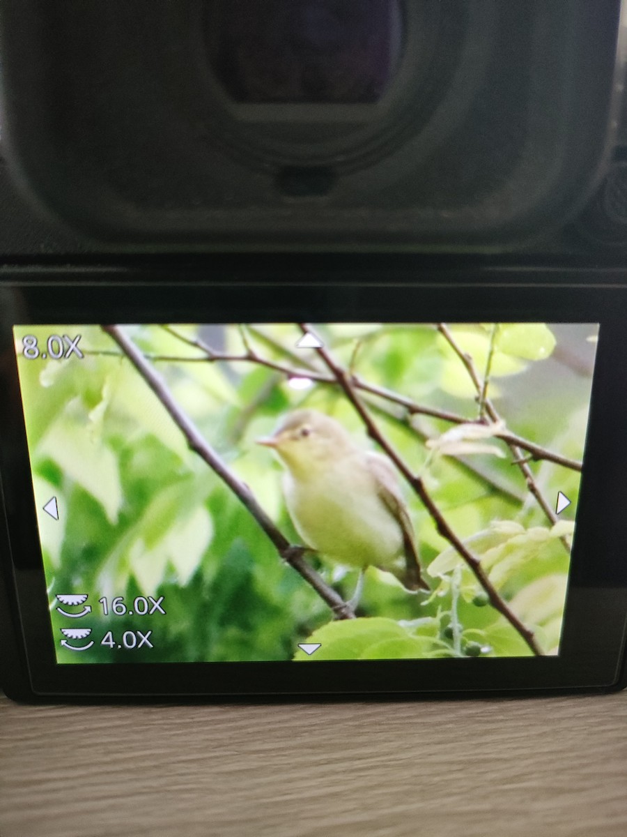 Icterine Warbler - ML618625318